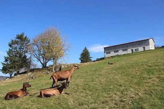 Ochg Le Petit Paisible 1-6 Personnes 3 Etoiles * Cornimont